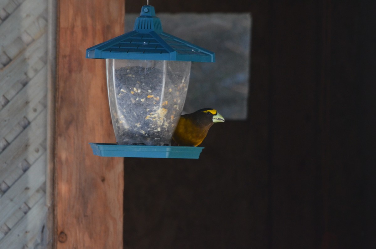Evening Grosbeak - ML269525551