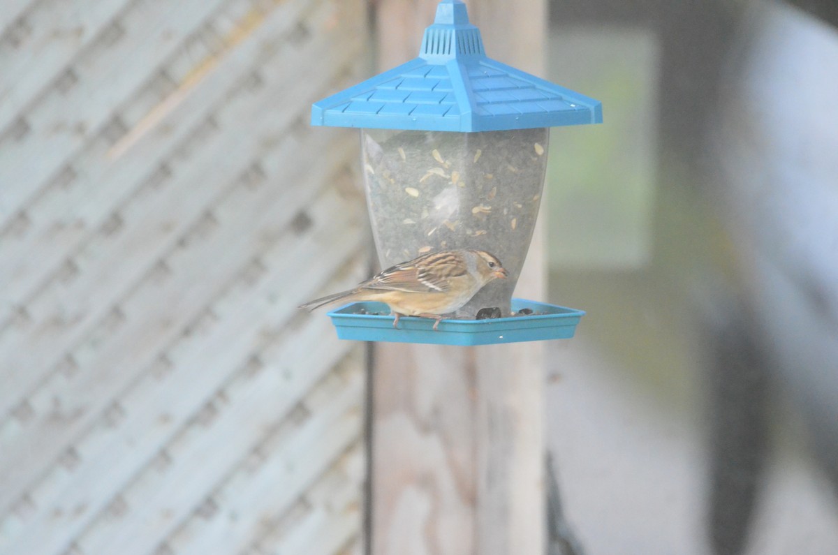 White-crowned Sparrow - ML269525821