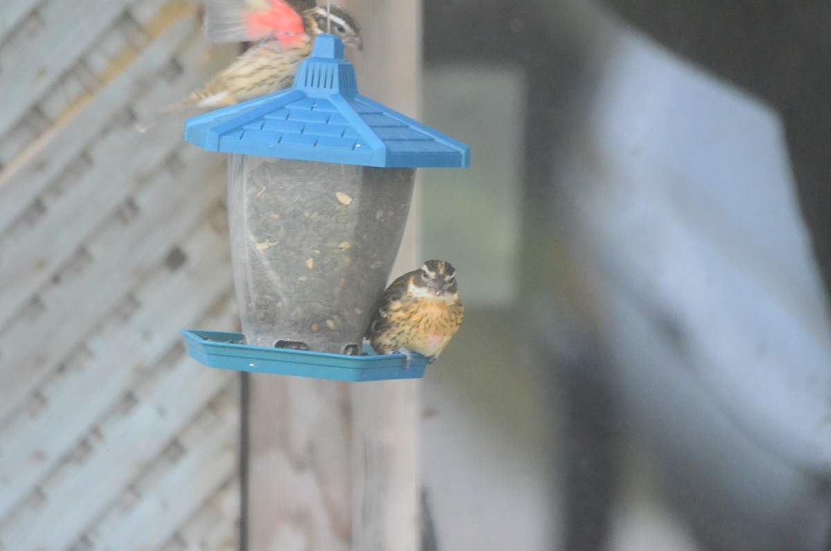 Rose-breasted Grosbeak - ML269525941