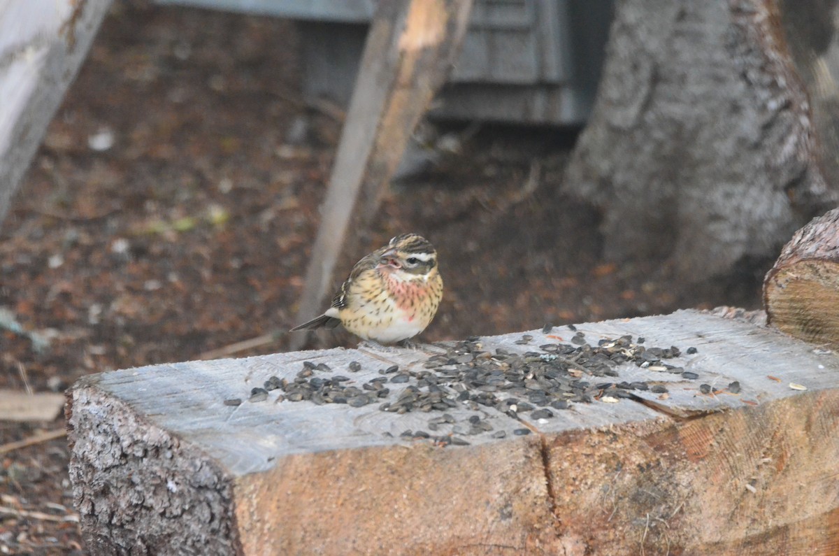 Rose-breasted Grosbeak - ML269525981