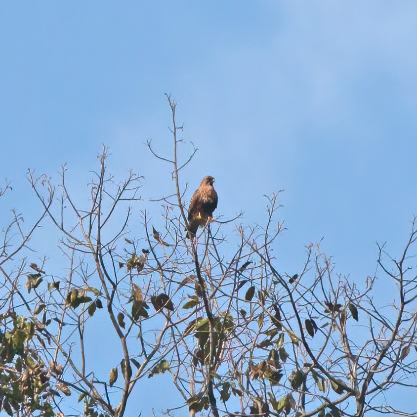 Himalayan Buzzard - ML269526341