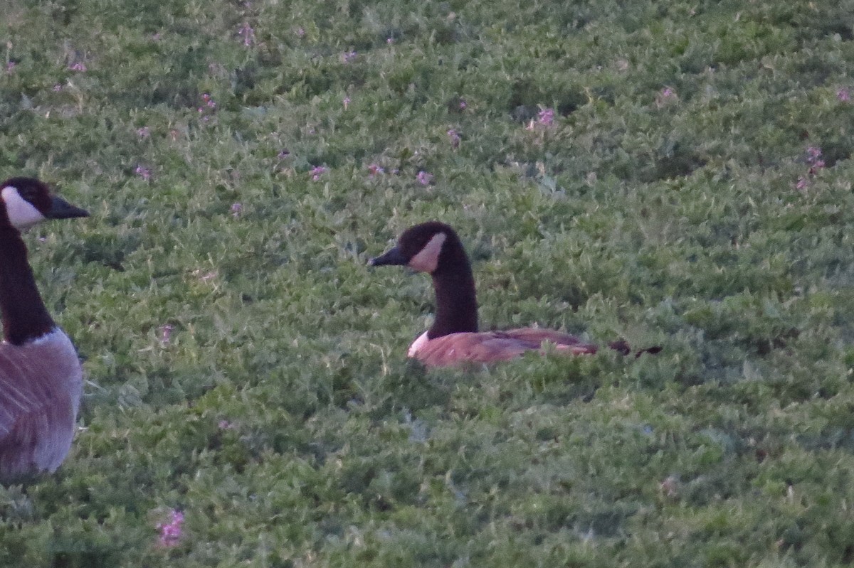 Cackling Goose (Taverner's) - ML26952671