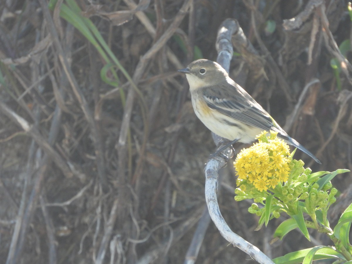 Yellow-rumped Warbler - ML269526941