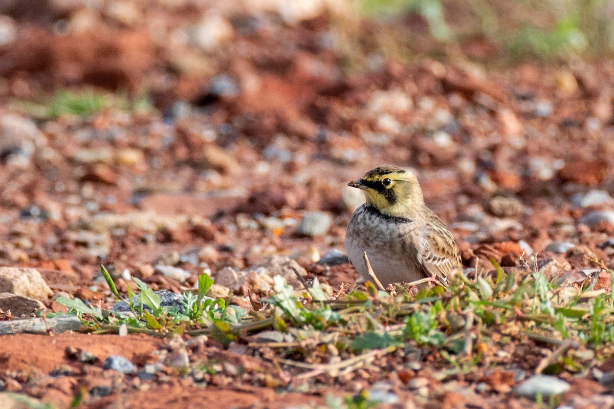 Horned Lark - Lutz Duerselen