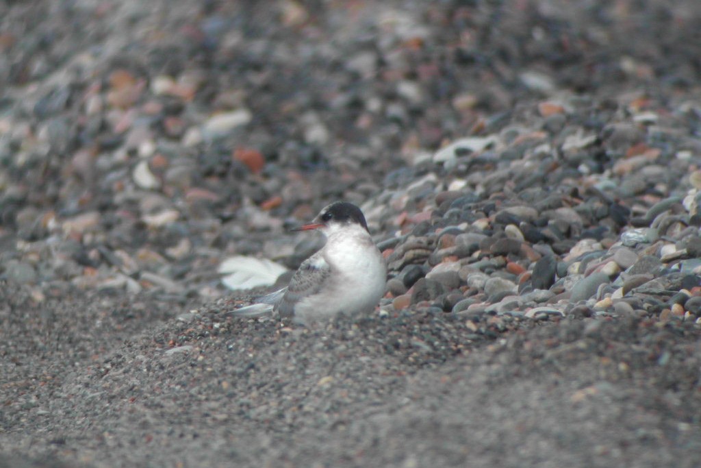 Arctic Tern - ML269527701