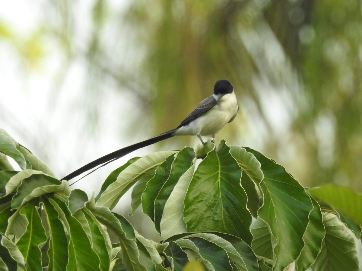 Fork-tailed Flycatcher - ML269529481