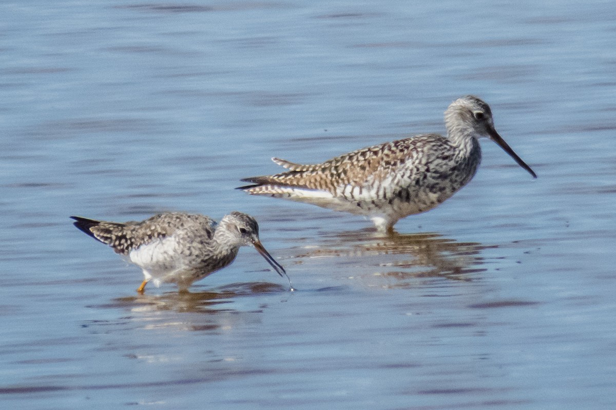 Lesser Yellowlegs - John Mueller