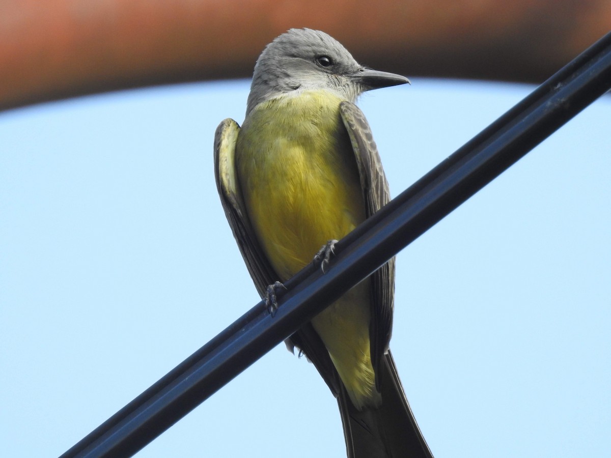 Tropical Kingbird - ML269531911