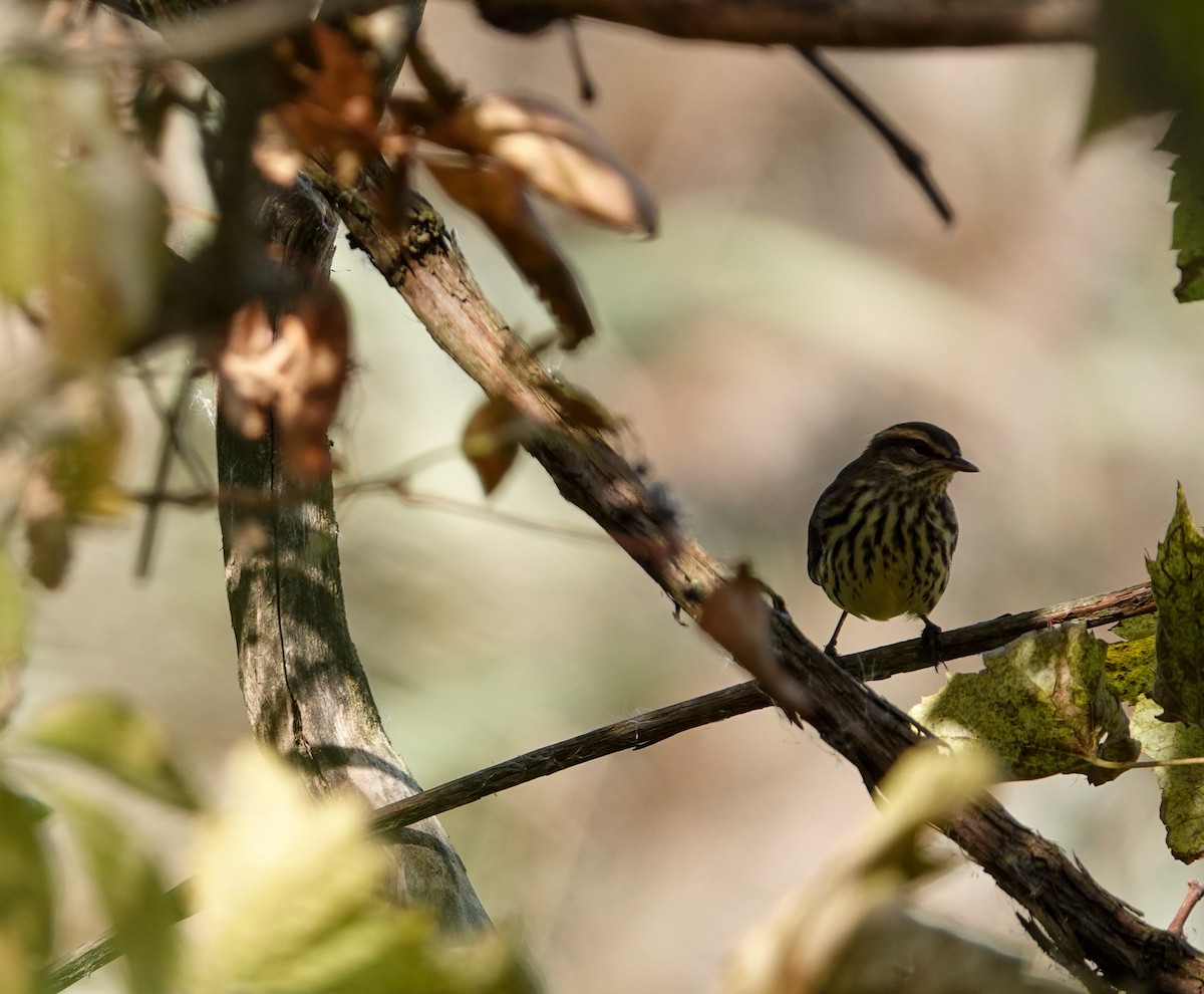 Northern Waterthrush - ML269531951