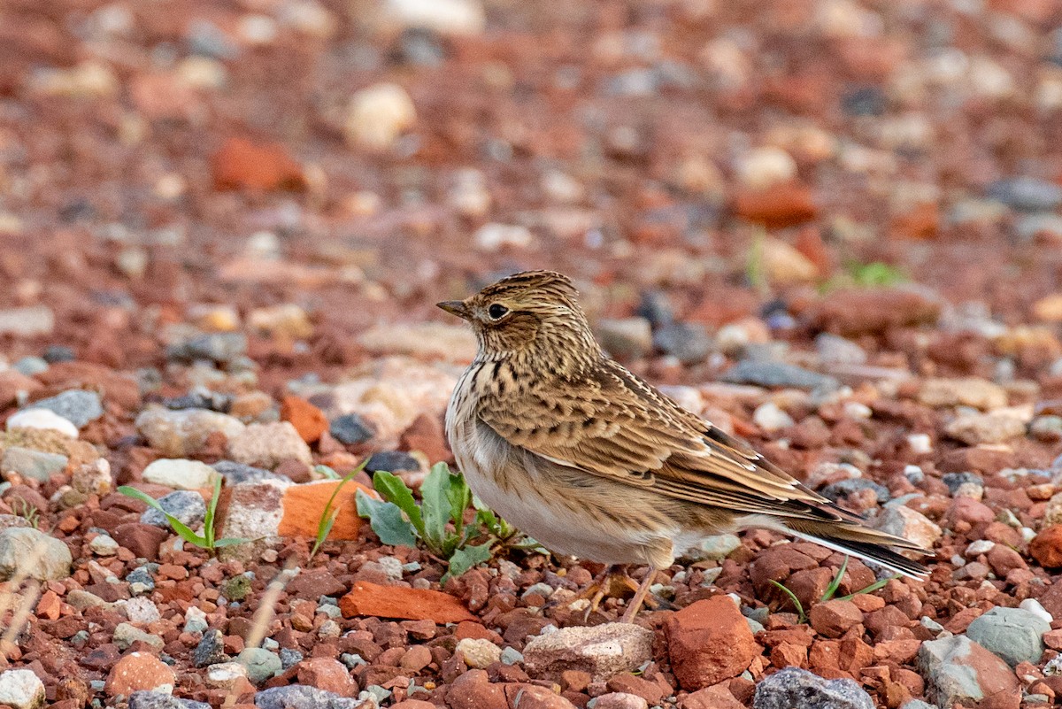 Eurasian Skylark - ML269532111