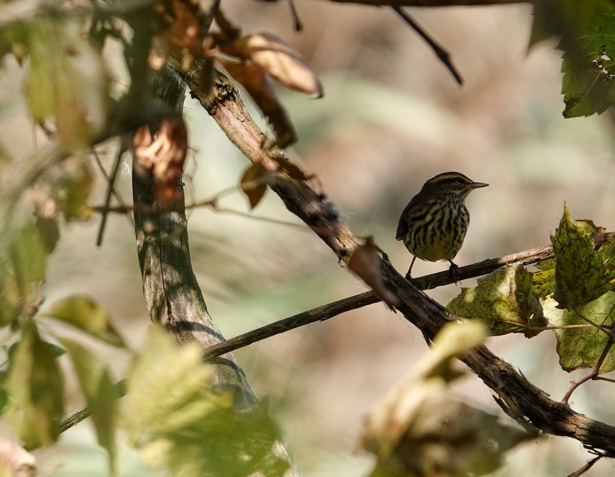 Northern Waterthrush - Kathi Borgmann