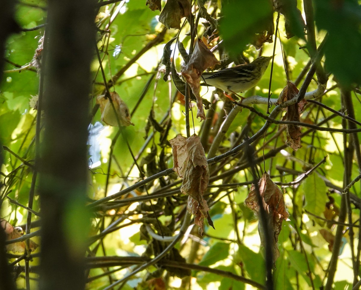 Blackpoll Warbler - ML269532701