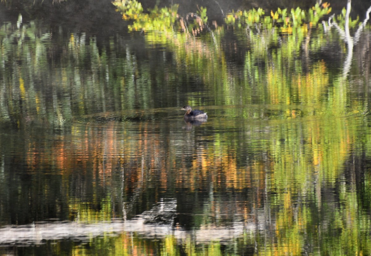 Pied-billed Grebe - Randy Bodkins