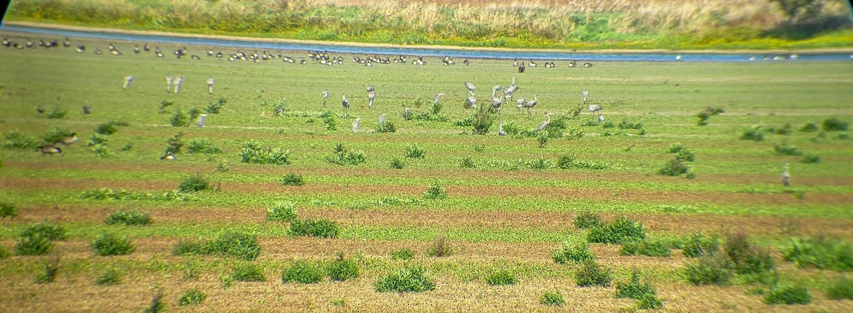 Sandhill Crane - ML269533451