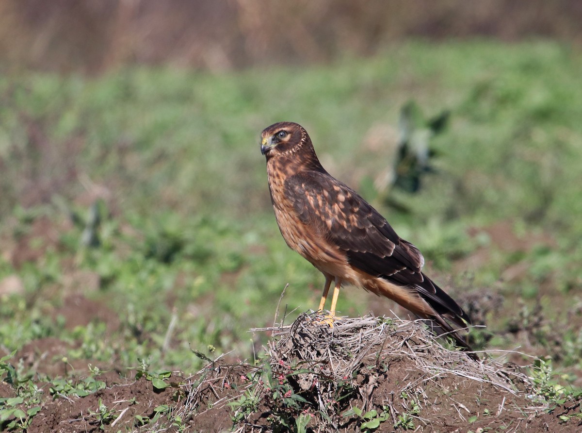 Northern Harrier - ML269534891