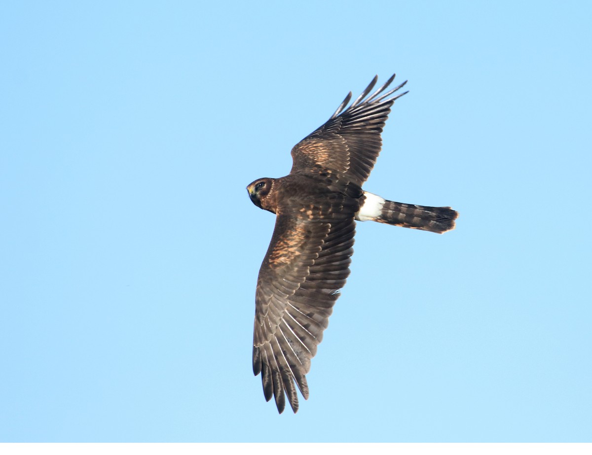 Northern Harrier - ML269534931