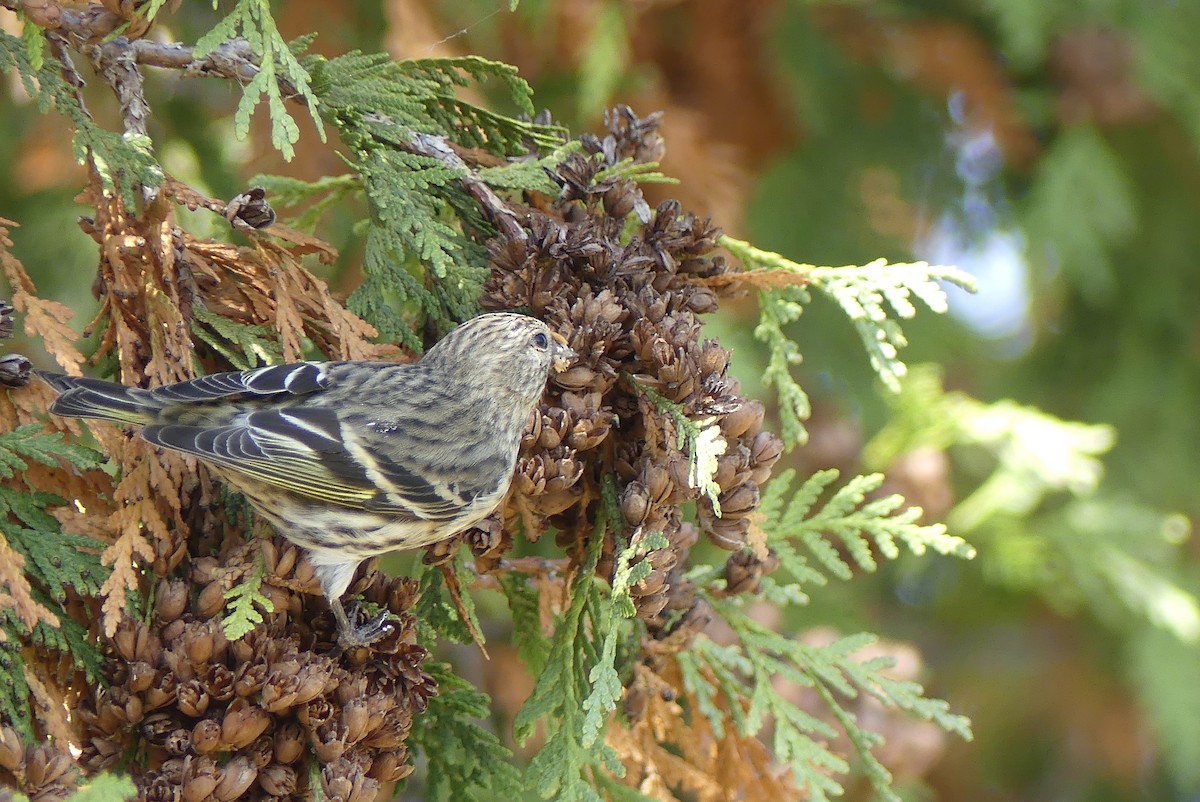 Pine Siskin - ML269535131