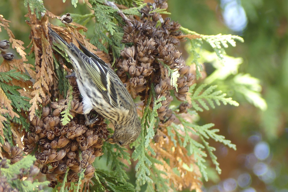 Pine Siskin - ML269535271