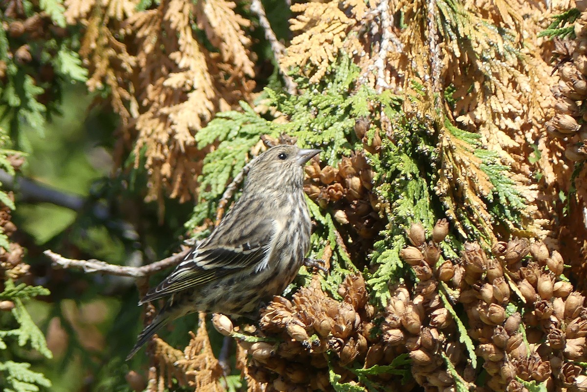 Pine Siskin - ML269535361