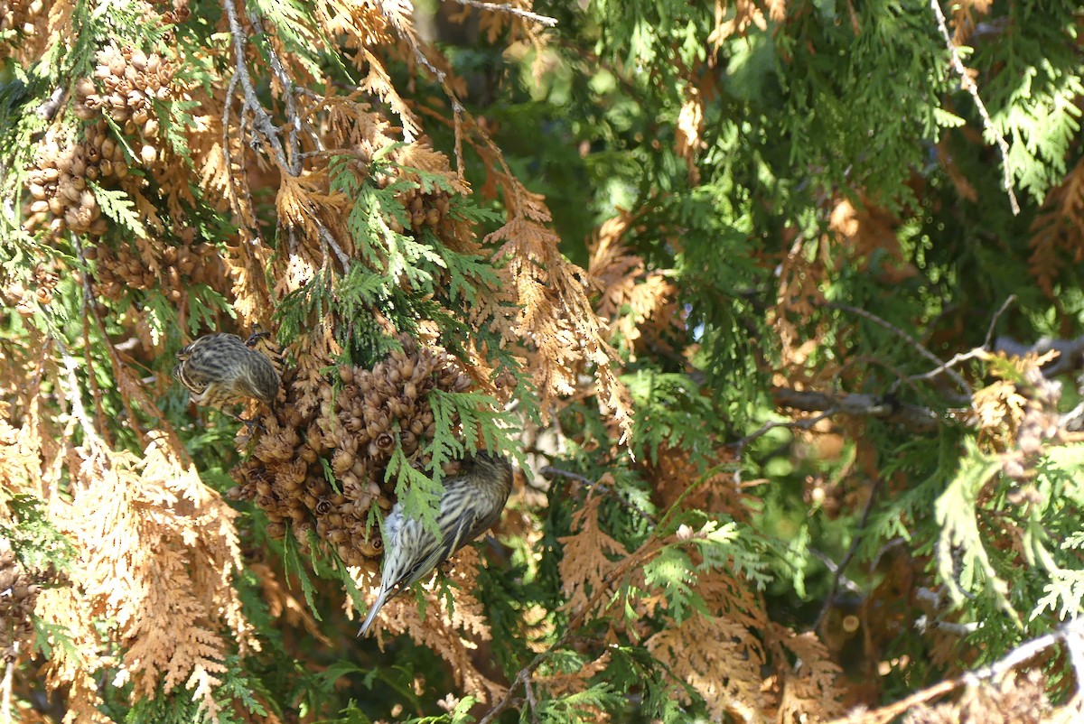 Pine Siskin - ML269535411