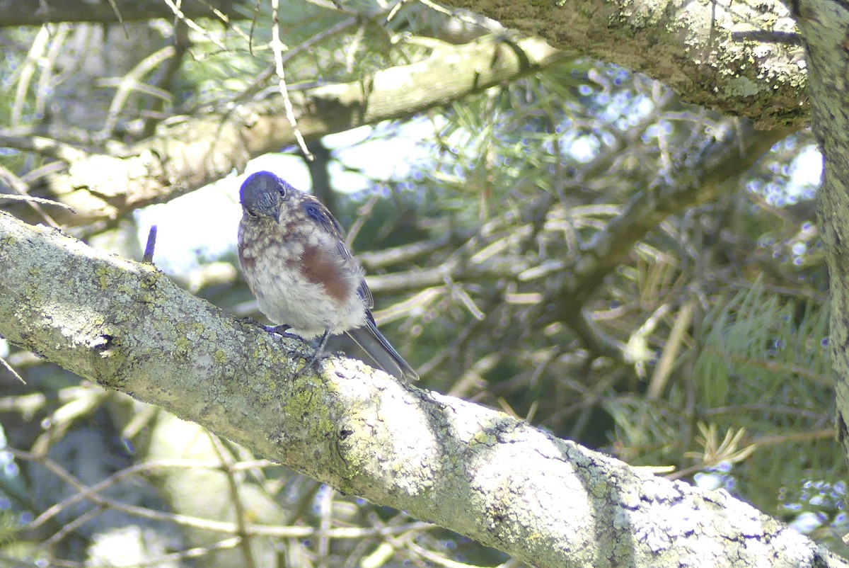 Eastern Bluebird - ML269535481