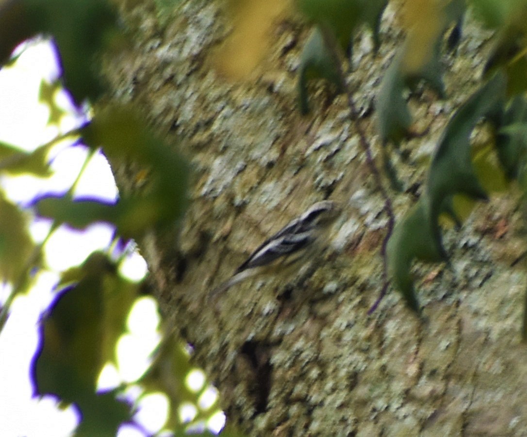 Black-and-white Warbler - ML269536241