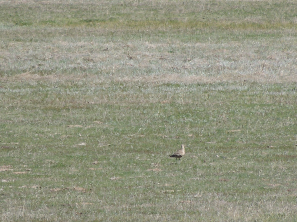 Long-billed Curlew - ML26953921