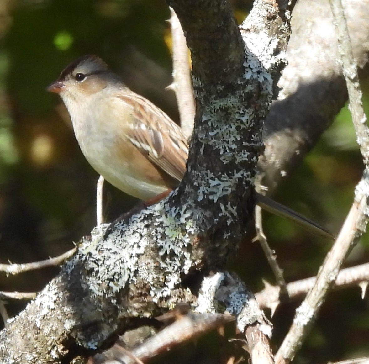 White-crowned Sparrow - Lynne Harding