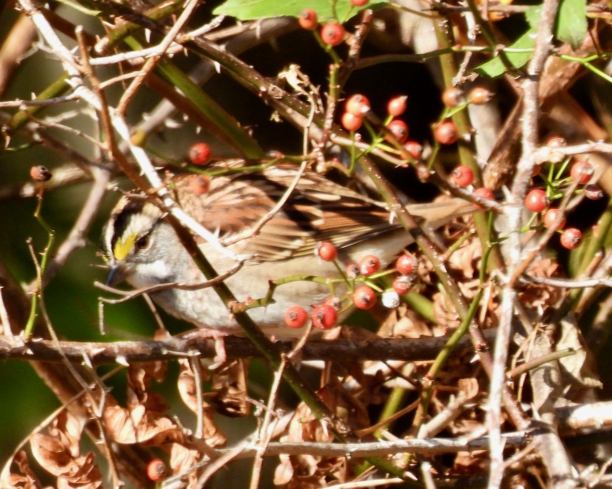 White-throated Sparrow - Lynne Harding