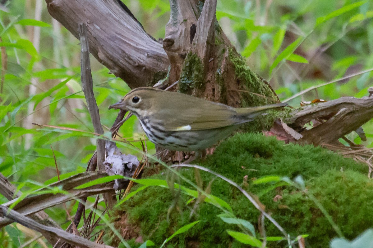 Ovenbird - ML269541091