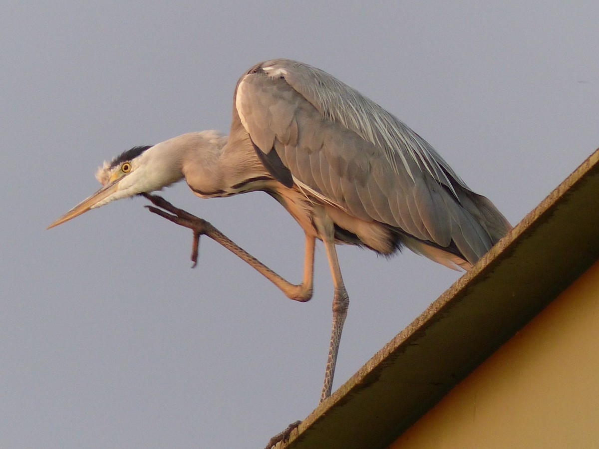 Gray Heron - ML269541131