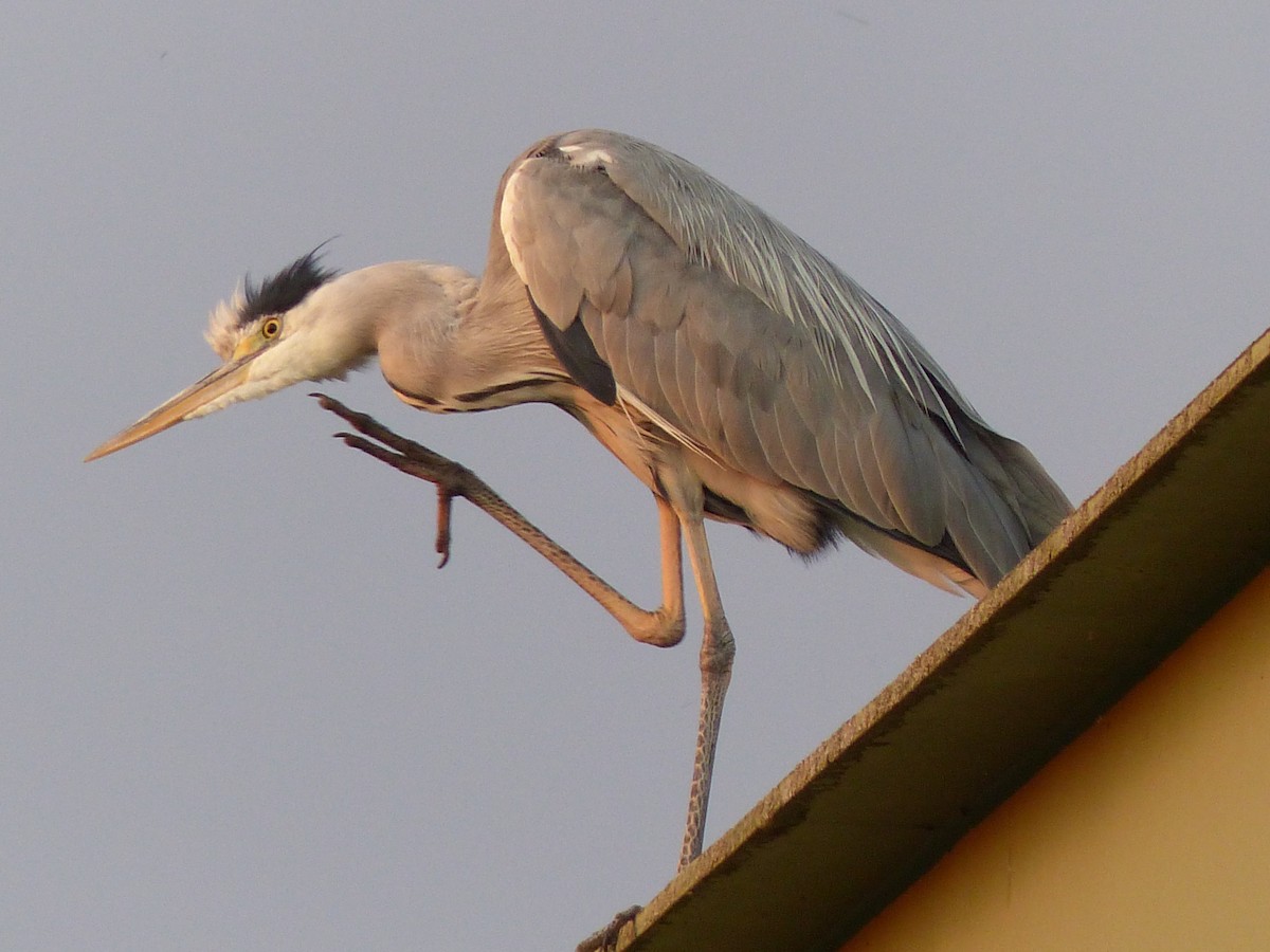 Gray Heron - Coleta Holzhäuser