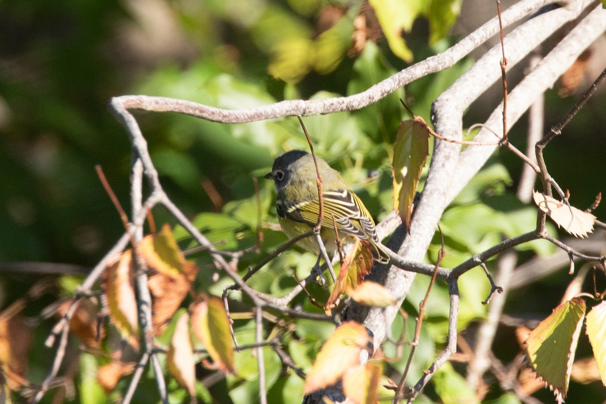 Blue-headed Vireo - ML269542841