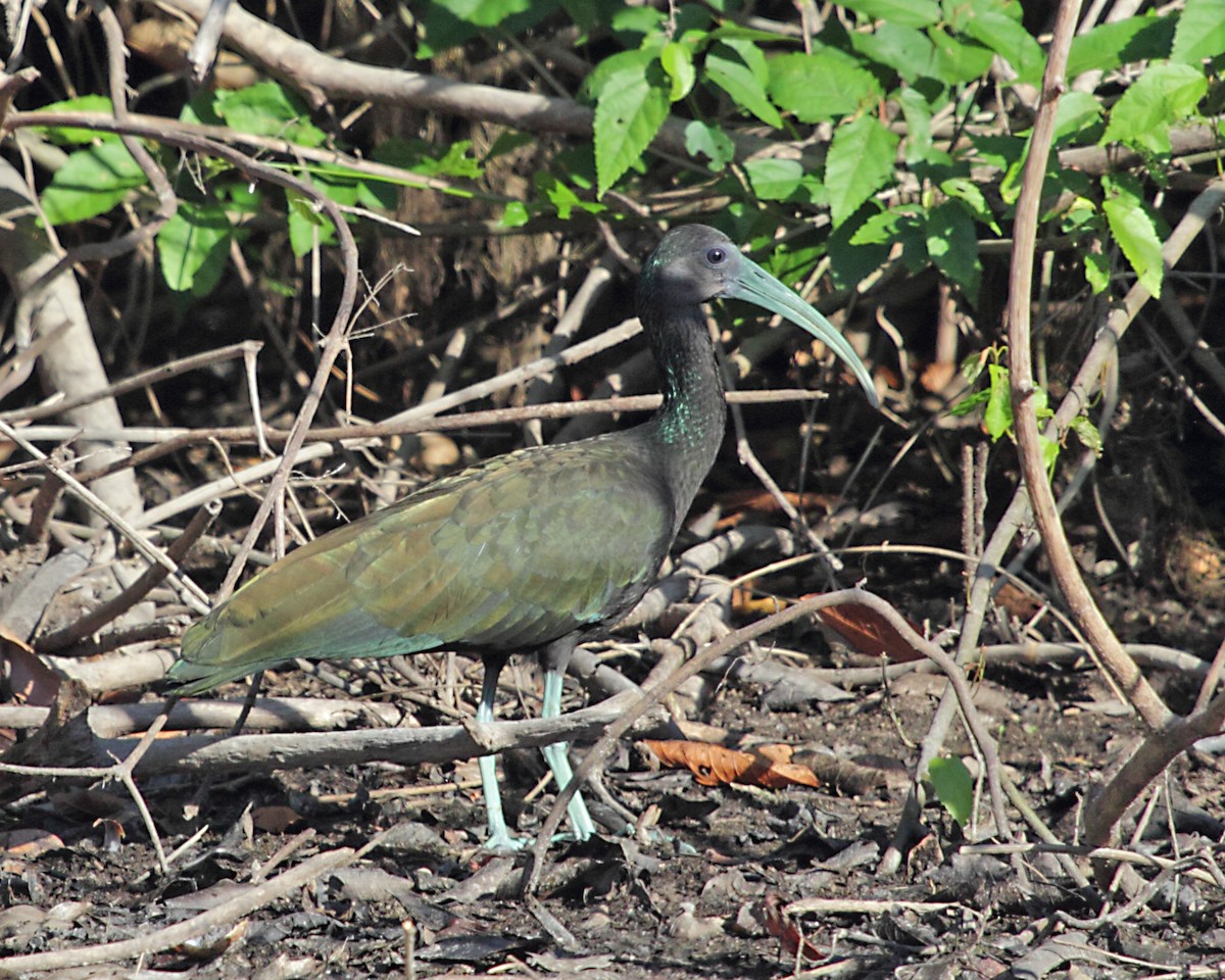 Green Ibis - ML269543491