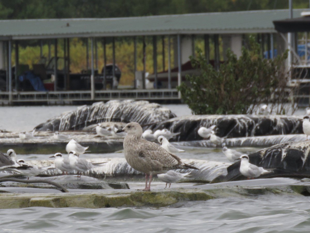 Gaviota Argéntea - ML269543671