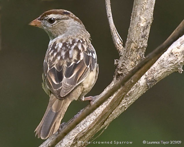 White-crowned Sparrow - ML269544211