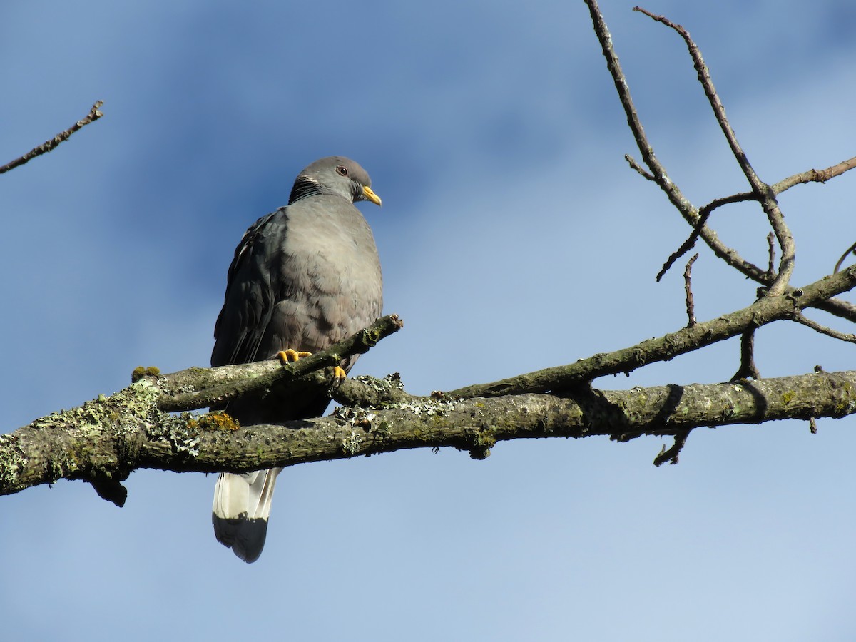 Band-tailed Pigeon - Edison🦉 Ocaña