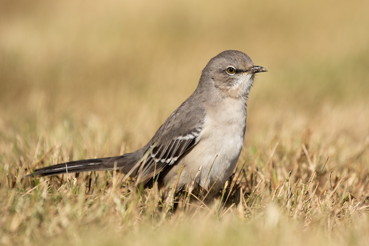 Northern Mockingbird - ML269544821