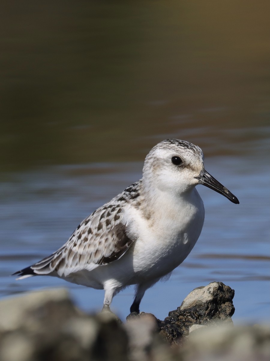 Sanderling - Ryan Andrew