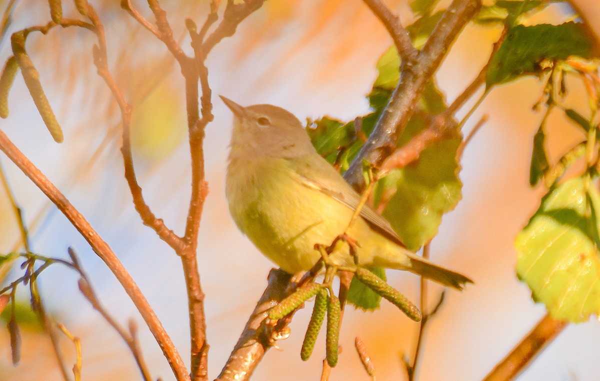 Orange-crowned Warbler - Matt Mason