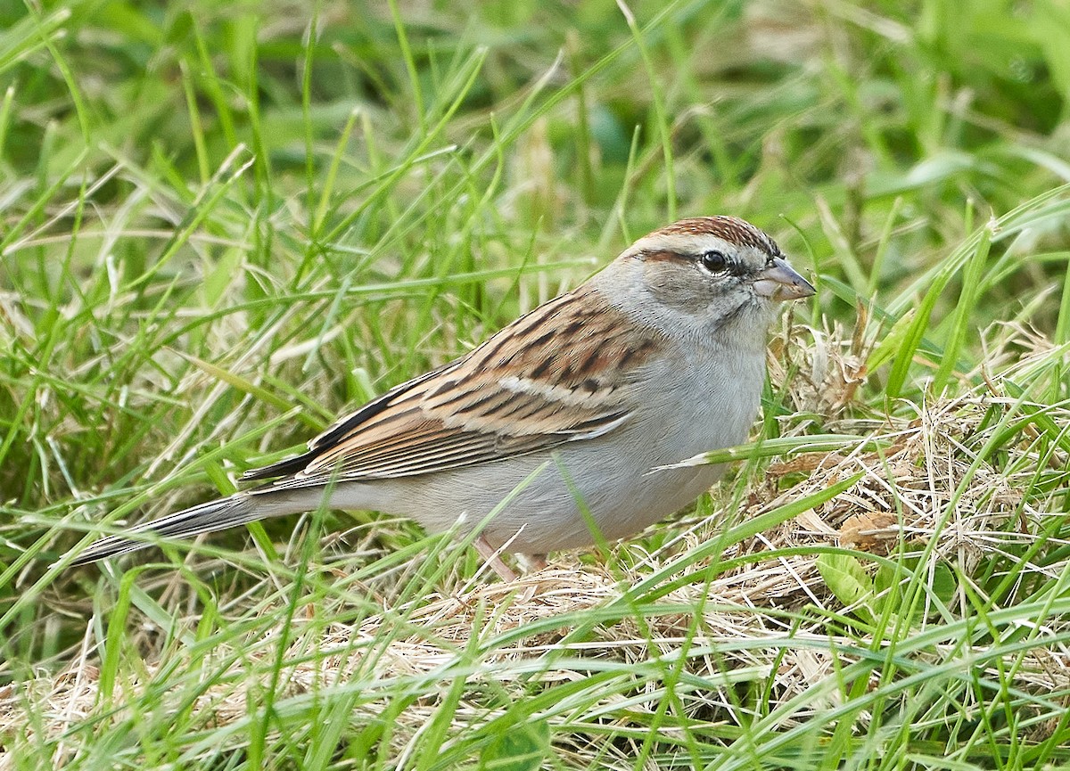 Chipping Sparrow - Brooke Miller