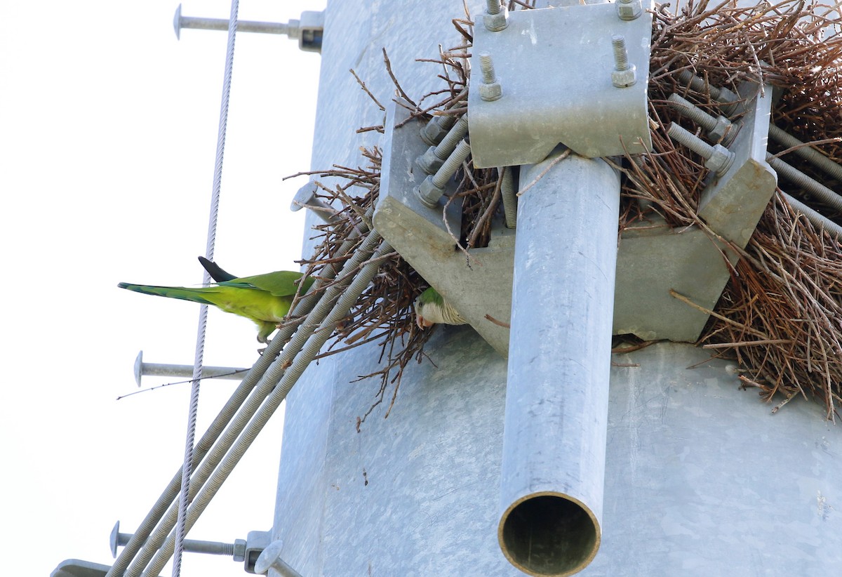 Monk Parakeet - ML269550381