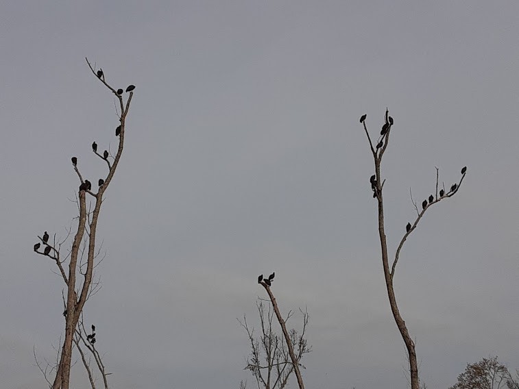 Black Vulture - ML269550471