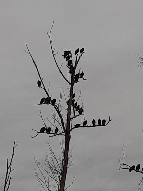 Black Vulture - ML269550511
