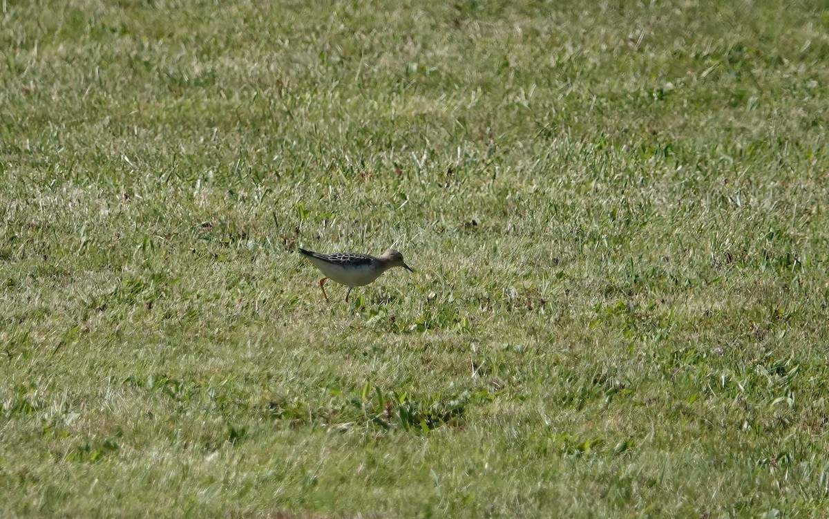 Buff-breasted Sandpiper - ML269550791