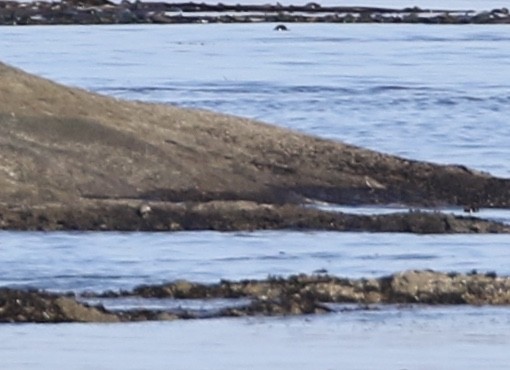 Wandering Tattler - ML269550911