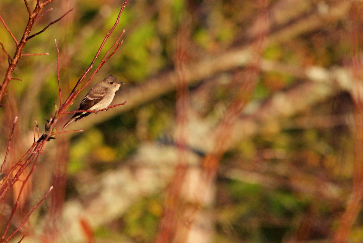Eastern Wood-Pewee - ML269550921