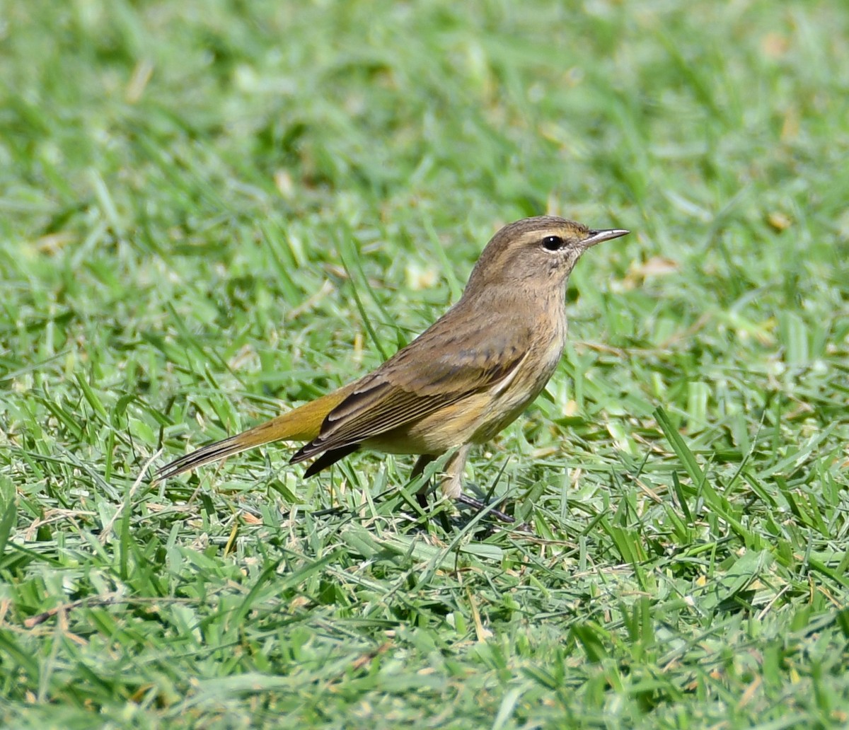 Palm Warbler - ML269551981