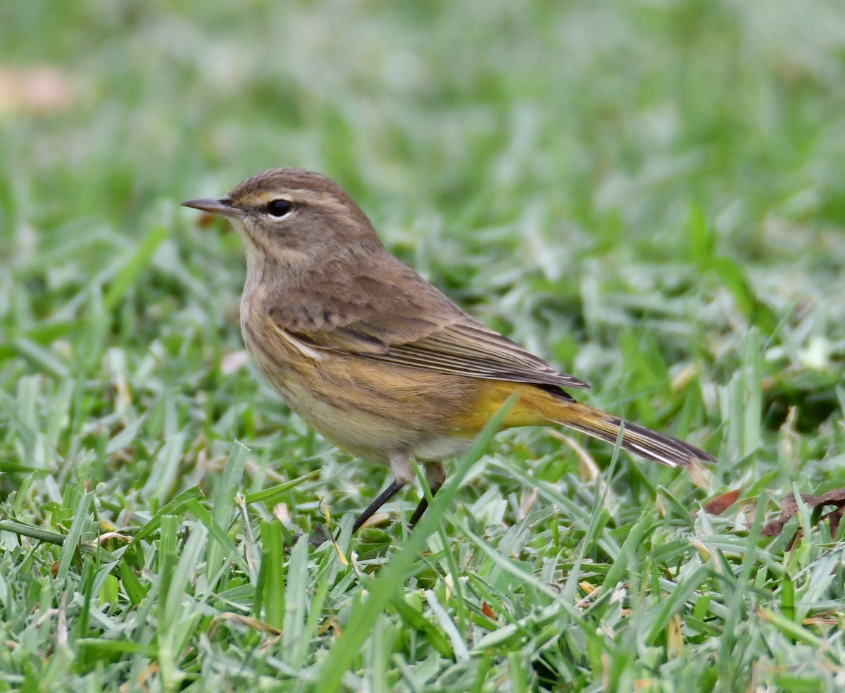 Palm Warbler - ML269552001