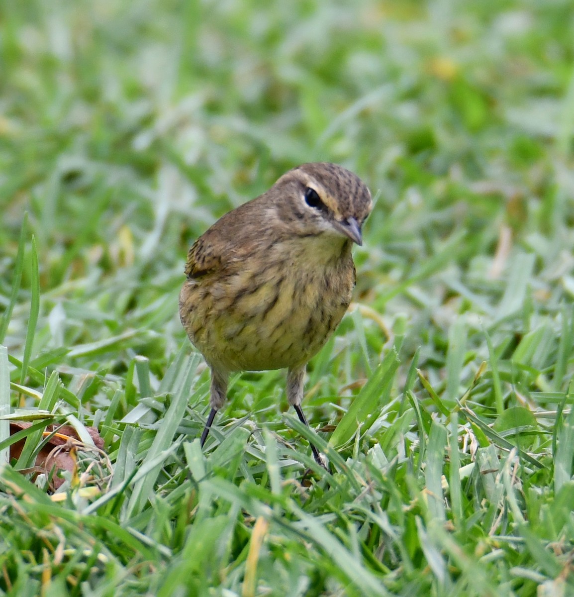 Palm Warbler - ML269552031